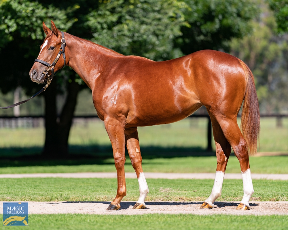 2022 Gold Coast Yearling Sale | Lot 224 | Zoustar (AUS) | Lucy Mae